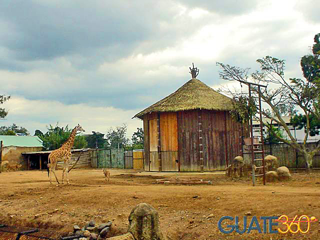 Jirafa en el Zoológico