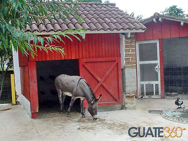 Burro en el Zoológico