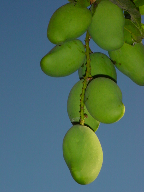 Mangos de Sansare