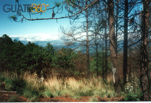 Naturaleza en el Volcán Acatenango