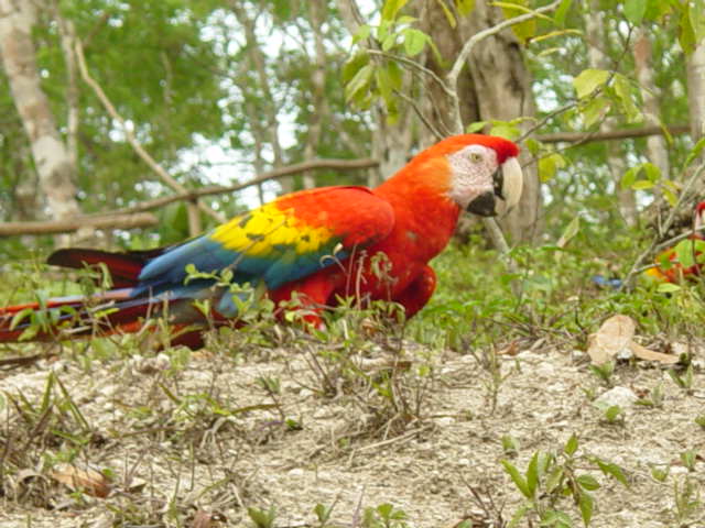guacamaya