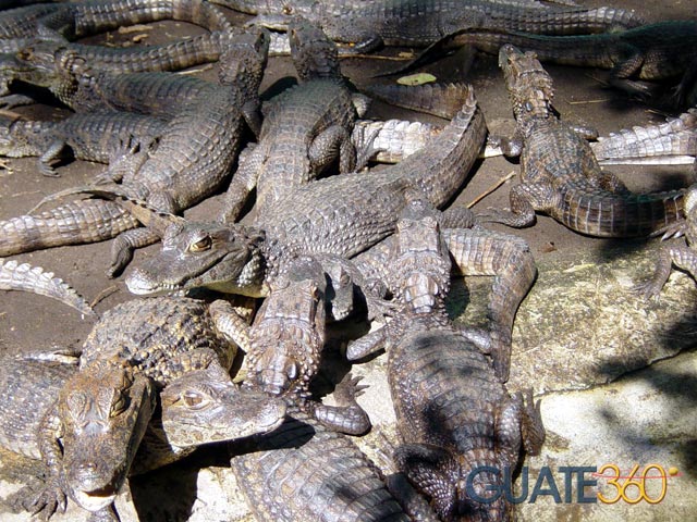 Caimanes en reserva Cecon Usac