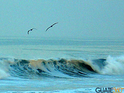 Aves en Monterrico