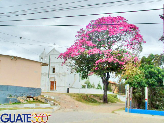 Árbol de Matilisguate