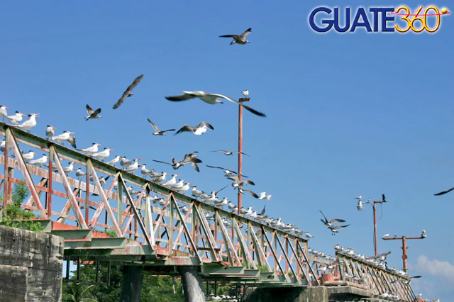 Muelle y gaviotas