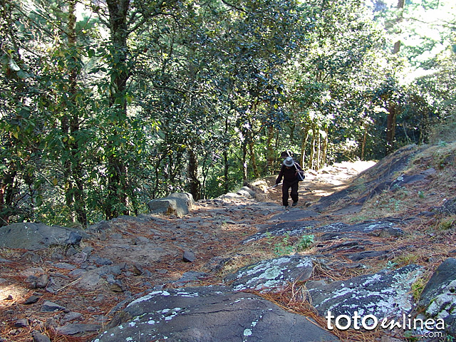 Bosques hacia las Cuevas de San Miguel