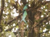 Quetzal