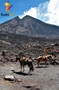 Escalar el Volcán de Pacaya a caballo