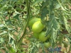 Plantaciones de Tomate