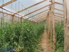 Plantaciones de Tomate y Chile pimiento