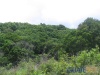 El bosque natural