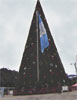 Árbol Gallo para Navidad en Guatemala