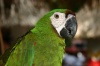 Loro en Auto Safari Chapín