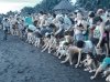 Liberacion de Tortugas en Sipacate, Escuintla