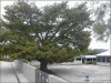 Ceiba de Sansare