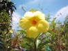 Flor Barillense