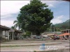 Ceiba de Chicamán