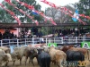 Rodeo en Tecpán